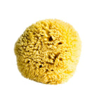 Natural Sea Sponge